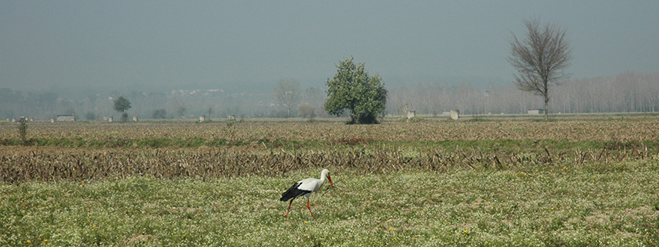 Identificao de oportunidades de melhoria na eco-eficincia da actividade agrcola do Baixo Mondego