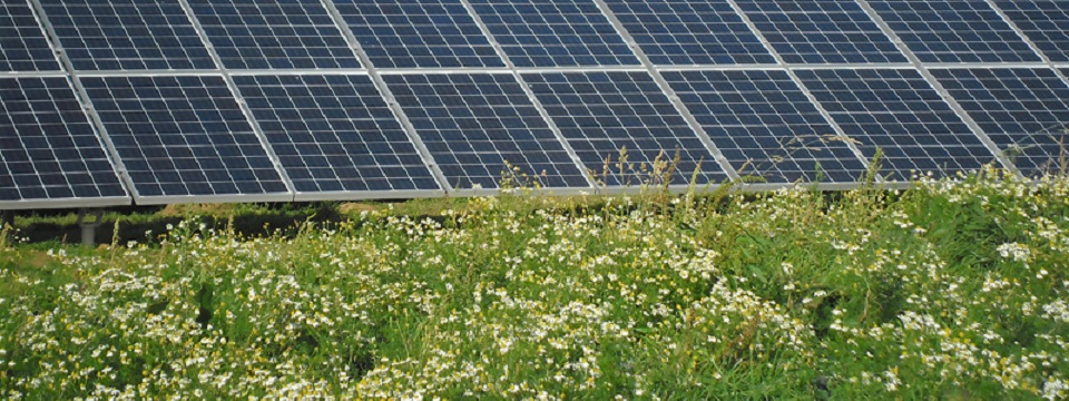 GreenSolarShade