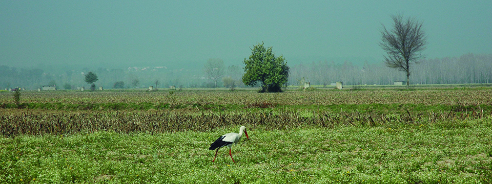 mcRICE - Compósitos multifuncionais sustentáveis produzidos a partir de casca de arroz, integrando granulados reciclados de borracha e cortiça mcRICE - Compósitos multifuncionais sustentáveis produzidos a partir de casca de arroz, integrando granulados reciclados de borracha e cortiça