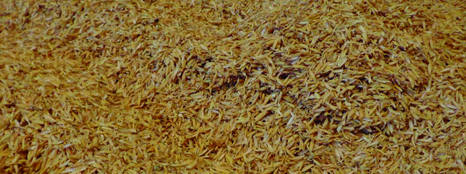 mcRICE - Compósitos multifuncionais sustentáveis produzidos a partir de casca de arroz, integrando granulados reciclados de borracha e cortiça mcRICE - Compósitos multifuncionais sustentáveis produzidos a partir de casca de arroz, integrando granulados reciclados de borracha e cortiça